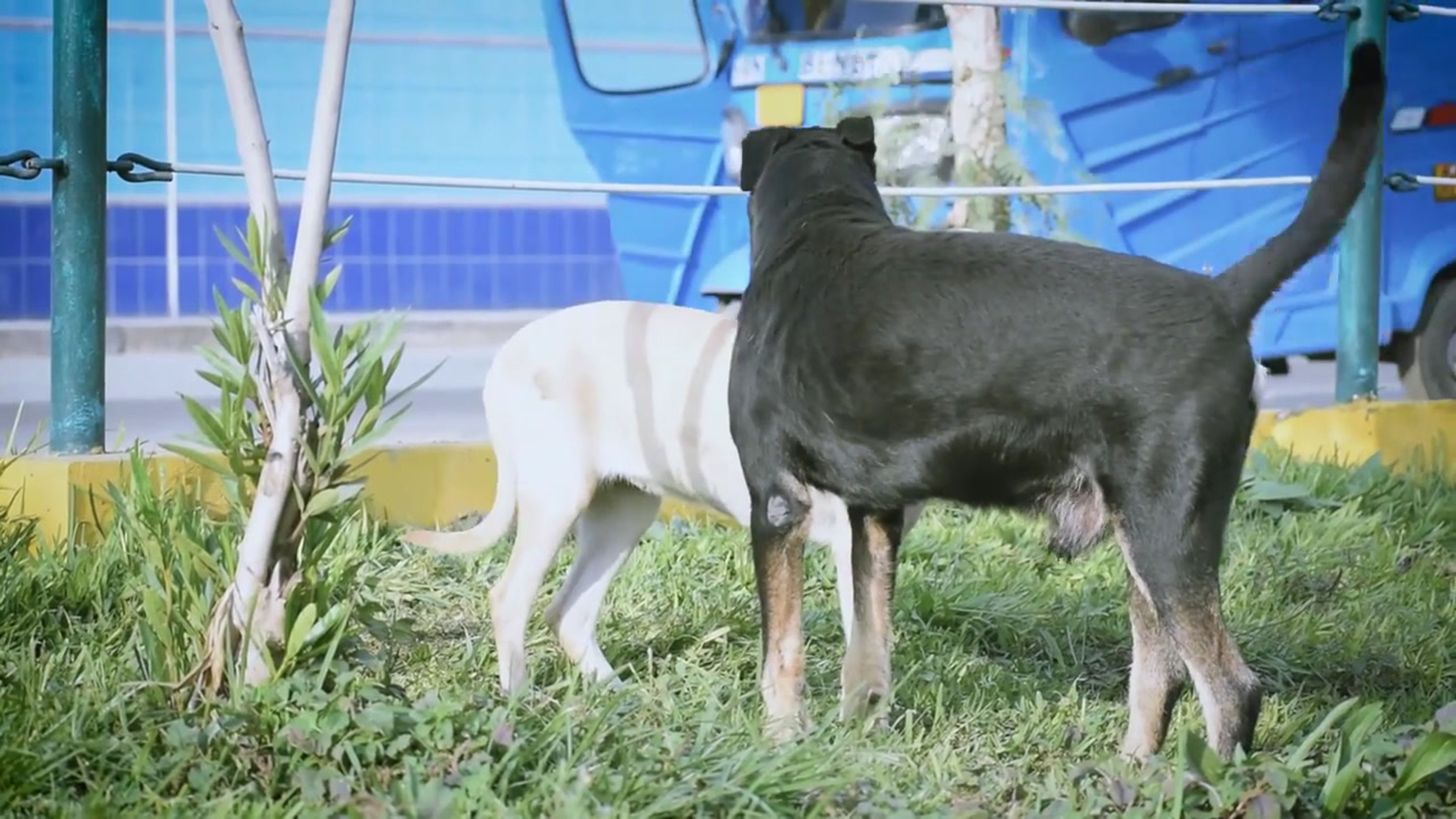 UN DÍA SIGUIENDO PERROS CALLEJEROS EN PERÚ l ¿Cómo viven estos perritos abandonados_(720P_HD)